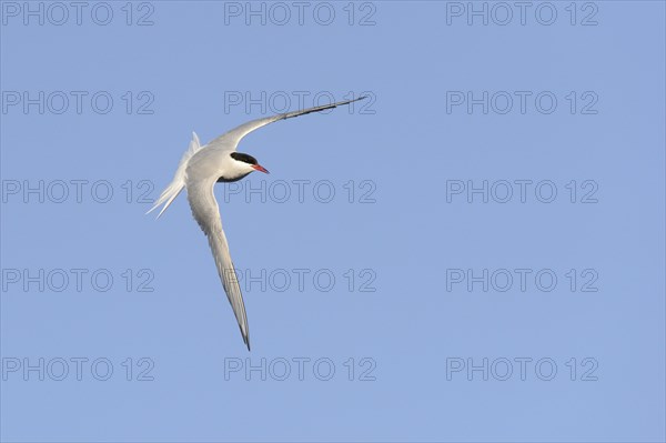 Arctic Tern (Sterna paradisaea) adult