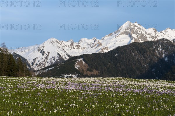Flowering Crocuses (Crocus vernus) on the Gerlos mountain