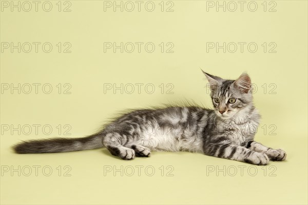 Maine Coon kitten