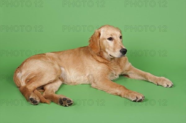 Golden Retriever