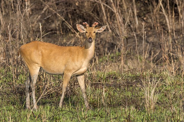 Eastern swamp deer (Rucervus ranjitsinhi)