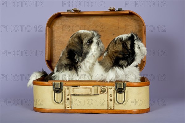 Two Shih Tzu puppies