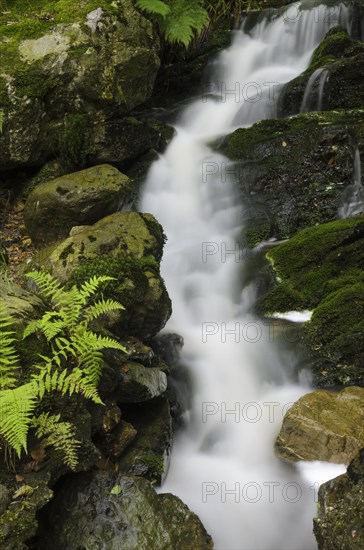 Waterfall with ferns