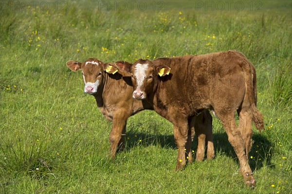 Two calves