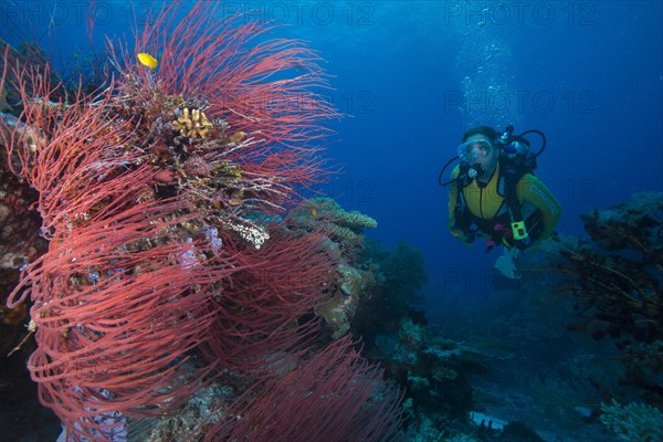 Diver looking at a Red Sea Whip (Ellisella ceratophyta)