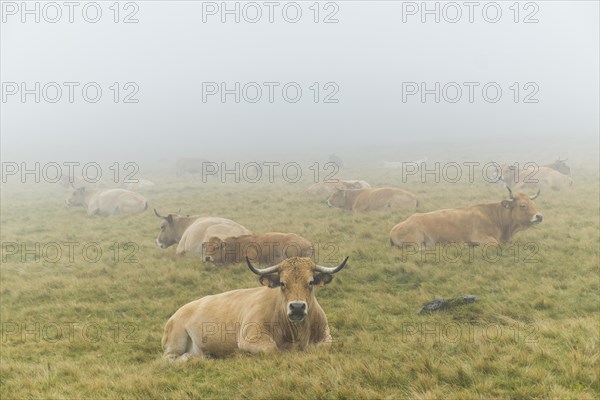 Aubrac cattle herd