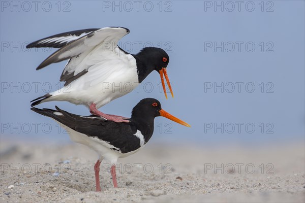 Oystercatcher (Haematopus ostralegus)