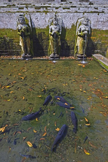 Water pool with water spouts and fish in the Goa Gaja Elephant Temple