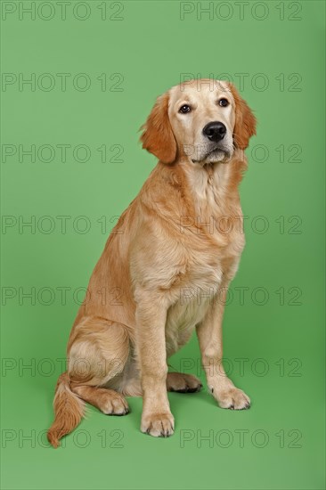 Golden Retriever