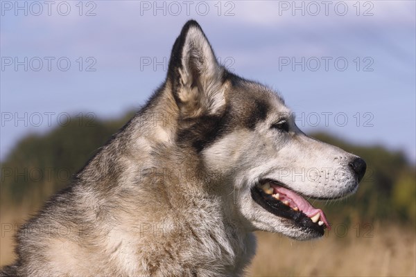 Siberian Husky