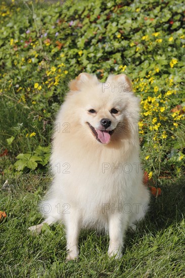 Pomeranian