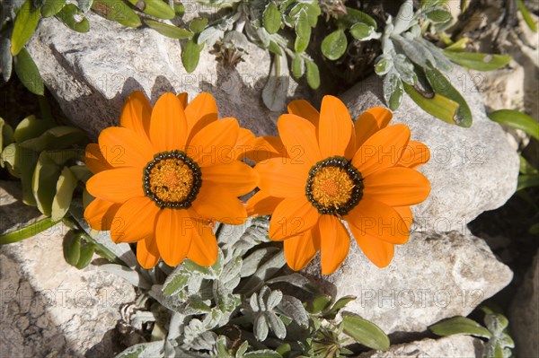 Treasure Flowers (Gazania krebsiana)