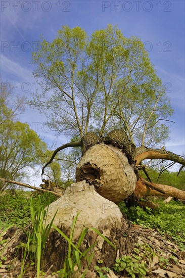Tree felled by the Elbe Beaver (Castor fiber albicus)