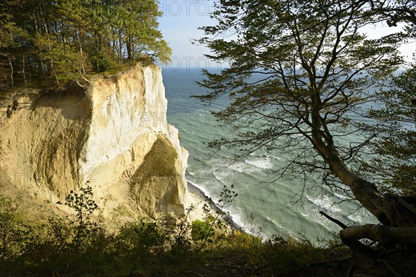 Beech on the escarpment of the chalk cliffs of Mons Klint