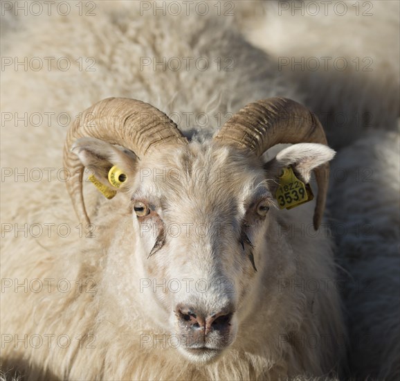 Sheep with ear tags