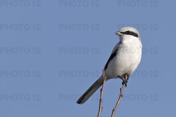 Great Grey Shrike (Lanius excubitor)