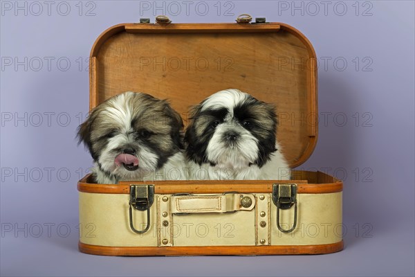 Two Shih Tzu puppies