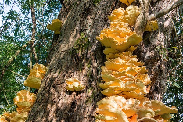 Sulphur Polypore