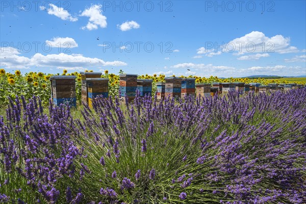 Bees swarming around beehives in lavender field on the Plateau de Valensole