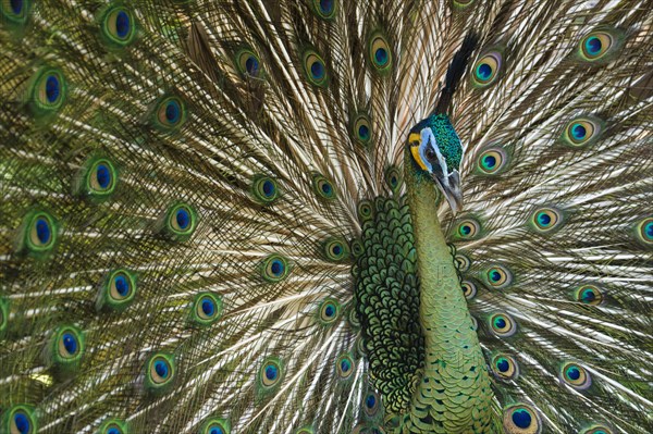 Java Peafowl or Green Peafowl (Pavo muticus)