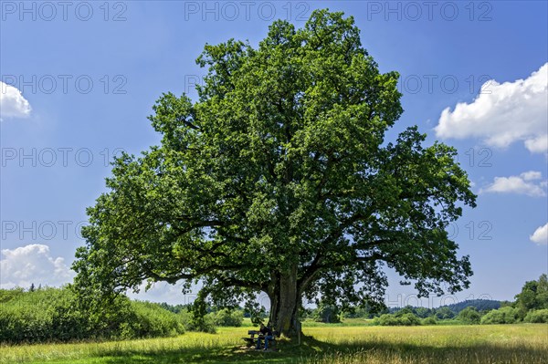 Oak (Quercus)