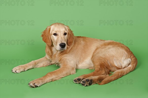 Golden Retriever