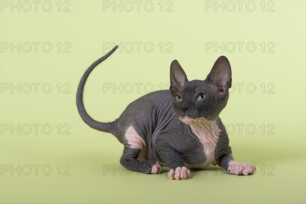 Donskoy cat or Don Sphynx