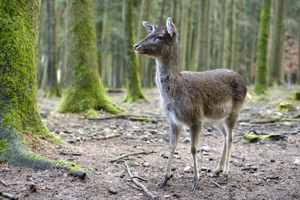 Fallow Deer (Dama dama)