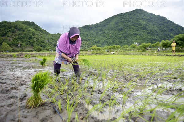 Rice farmer