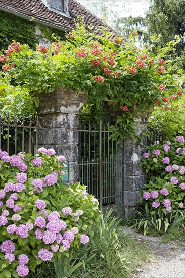 Flowers growing around fence