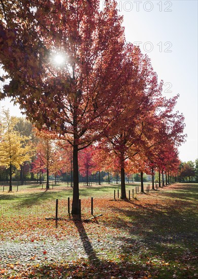 American Sweetgums