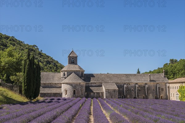 Cistercian Senanque Abbey with lavender field