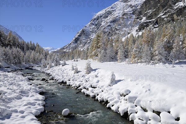 Snowy landscape with Roseg river and a larch forest (Larix)