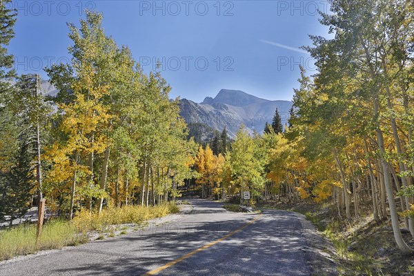 A road on the Wheeler Peak in fall