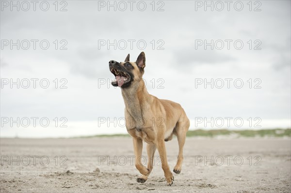 Hollandse Herdershond