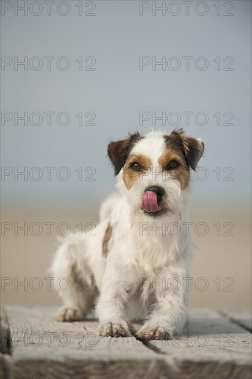 Lying Parson Russell Terrier