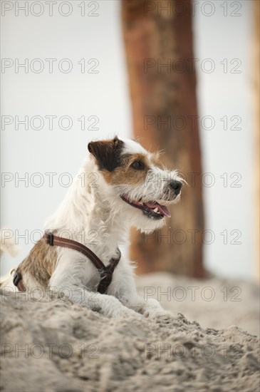 Parson Russell Terrier lying on the beach while tied to a pole