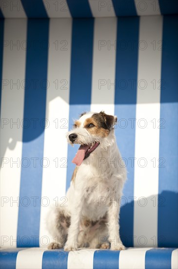 Parson Russell Terrier sitting in a beach chair