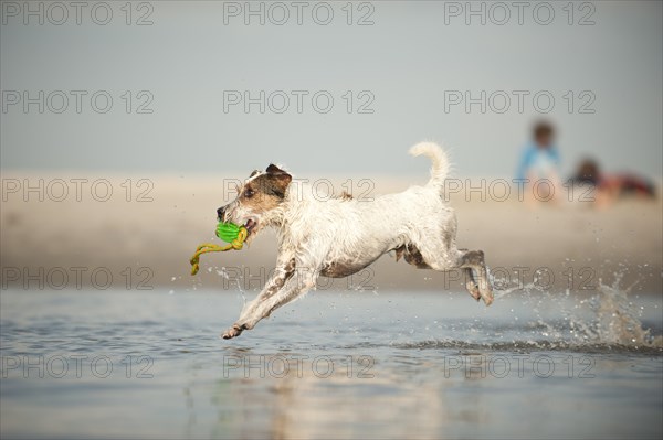 Parson Russell Terrier playing at the beach