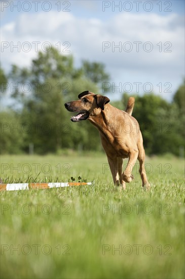 Mixed-breed dog during longeing training