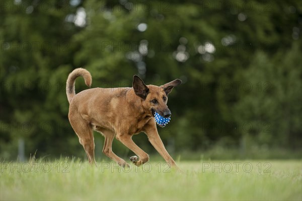 Mixed-breed dog retrieving a ball