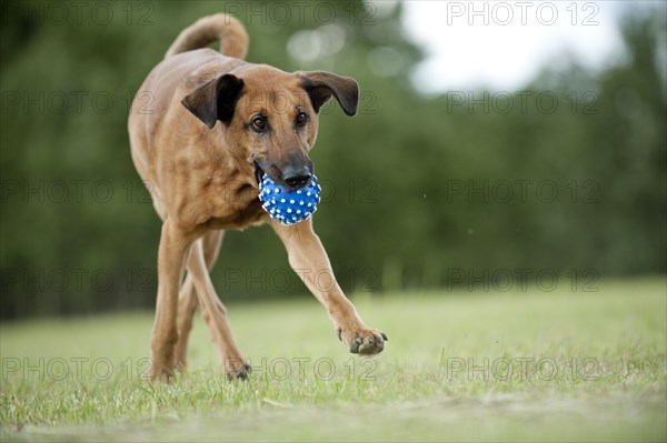 Mixed-breed dog retrieving a ball
