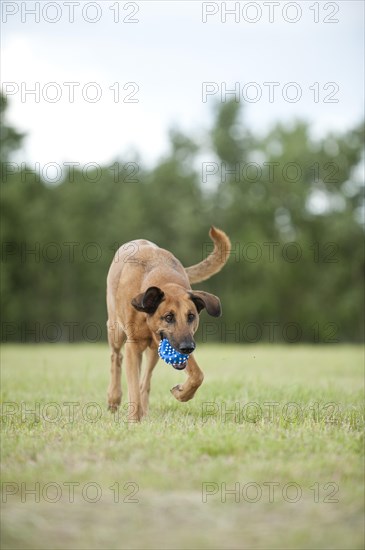 Mixed-breed dog retrieving a ball