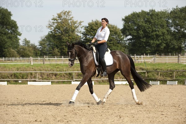 Woman trotting on a Hanoverian horse