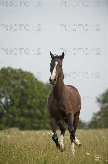 Hanoverian horse galloping across a meadow