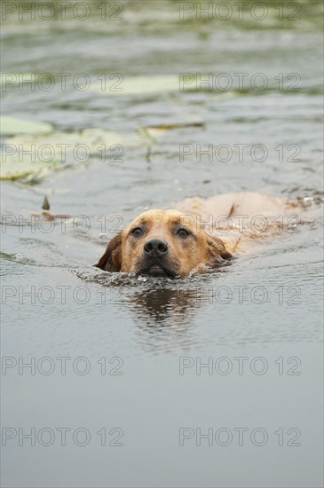 Rhodesian Ridgeback mixed breed dog swimming