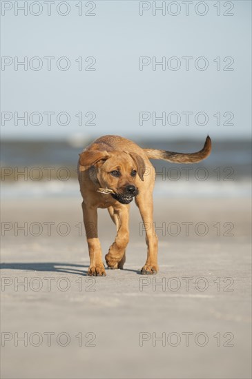 Young mixed-breed dog retrieving a shell on the beach