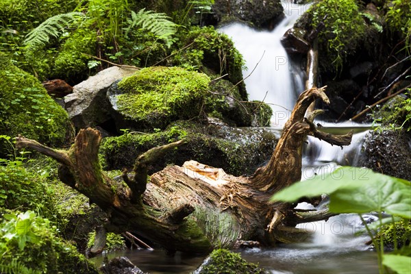 Roots of a tree in Burgbach stream near Schapbach