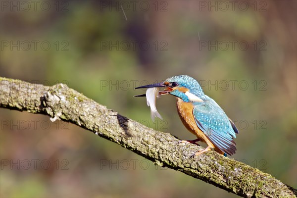 Kingfisher (Alcedo atthis) holding a small fish in its beak