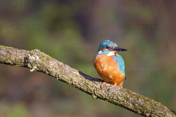 Kingfisher (Alcedo atthis)